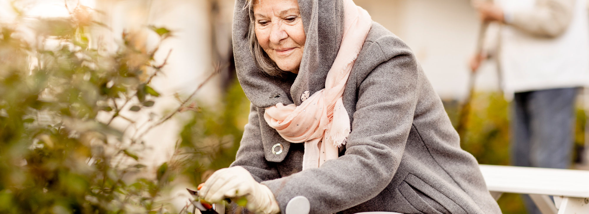 Äldre kvinna med luva och halsduk på klipper rosor på buske